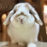 Rabbit mei JP icon