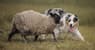 Working dogs..  But with more! icon