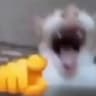 Totem of Laughing Cat Meme 🫵😸 icon