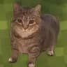 Oiia cat totem icon