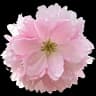 Realistic Cherry Blossom Fall Texture icon