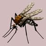 Mosquito Origin icon