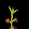 Drosera icon