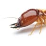 Termite Origin icon