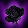 SR BlackRose 16x icon