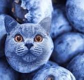 blueberry icon
