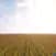 Plants Need Light! icon