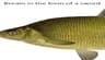 Bream in the form of a sword/Лещь виде меча icon