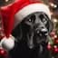 A DanNPDog Christmas icon