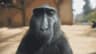 Mogy icon