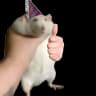 Happy_Rat totem icon