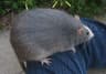 ratted mining overlay icon