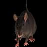 Ultimate rat icon