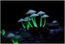 Fungi Plus icon