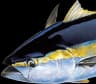 Diamond Tuna icon