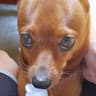 Fred icon