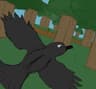 Crows and Ravens icon
