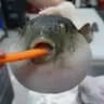 Choking Pufferfish icon