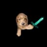 PokemonSlasher6's pvp texture pack icon