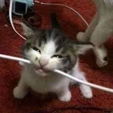 Cat Biting Wire Totem Reskin icon