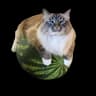 Cot on Watermelon icon