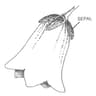 Sepals icon