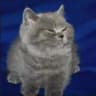 Little Grey Cat Totem icon