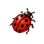Coccinelle icon