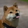 mlem - Mod List Export Maker icon