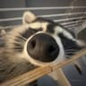 Meowaura's Modpack icon