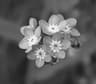 Myosotis icon