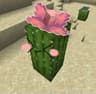3D Cactus Flowers icon