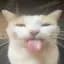 Silly cat panorama icon