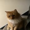 AutoMeow icon