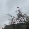 screaming chicken on the tree (loud) icon