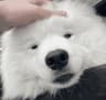 Soggs Pak icon