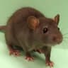The Ratpack icon