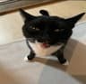 freaky cat totem icon
