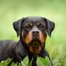 DogsPack icon