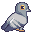 pigeon icon