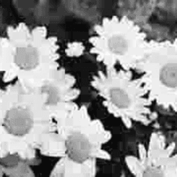 Daisy icon