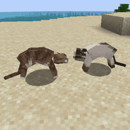 Cat Fighting icon